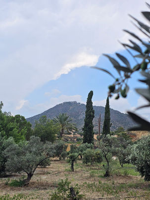 Mount Stavrovouni in southeast Cyprus viewed from a high phenolic olive plot on the slopes
