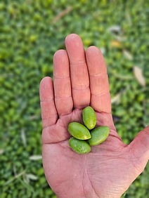 oleaphen harvest 2026 olives