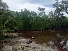 mangrove.jpg