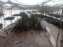 mangrove.jpg