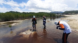 mangrove.jpg