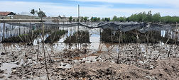 mangrove.jpg