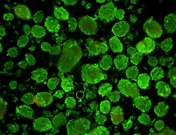 Viable Islets -UPSCALED.jpeg