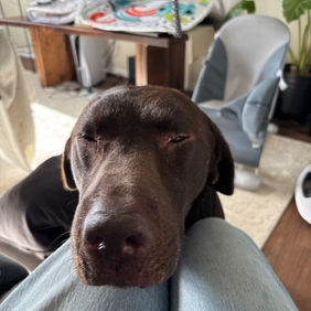 picture of Audeamus service dogs