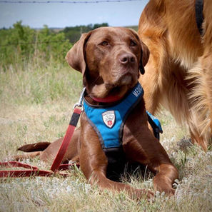 Audeamus Service Dogs 