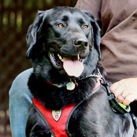 picture of Audeamus Service Dogs 