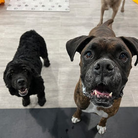 picture of Audeamus Service Dogs 