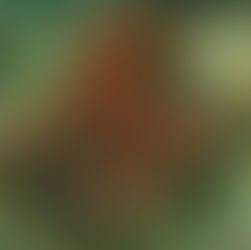 The Octopus and the Fisherman [revised version]