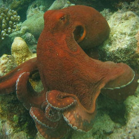 The Octopus and the Fisherman [revised version]