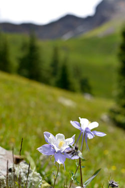 Columbine