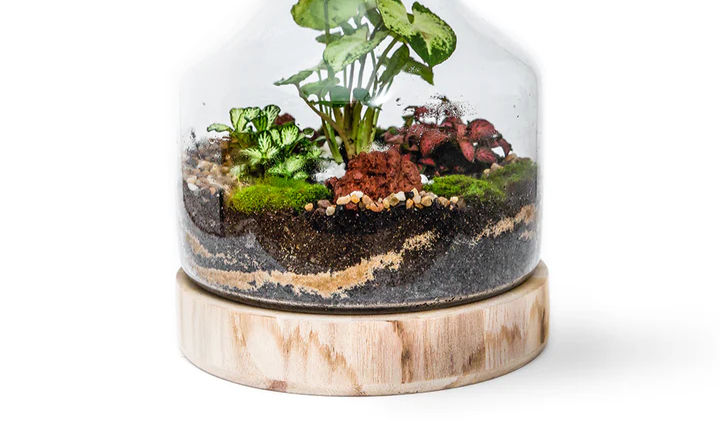 Plant Terrarium Workshop