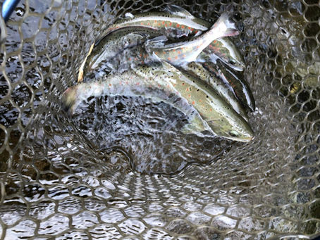 ハイパーアマゴ放流