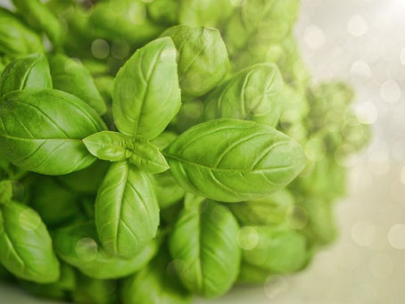 Fresh Sweet Basil