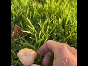 Treating Toadstools🍄