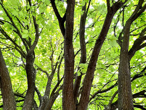 Glory be..the Golden Elms