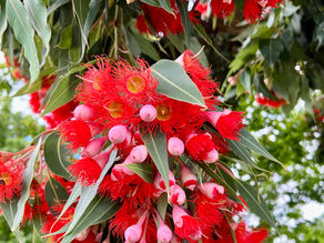 Red Flowering Gum-Simply stunning.