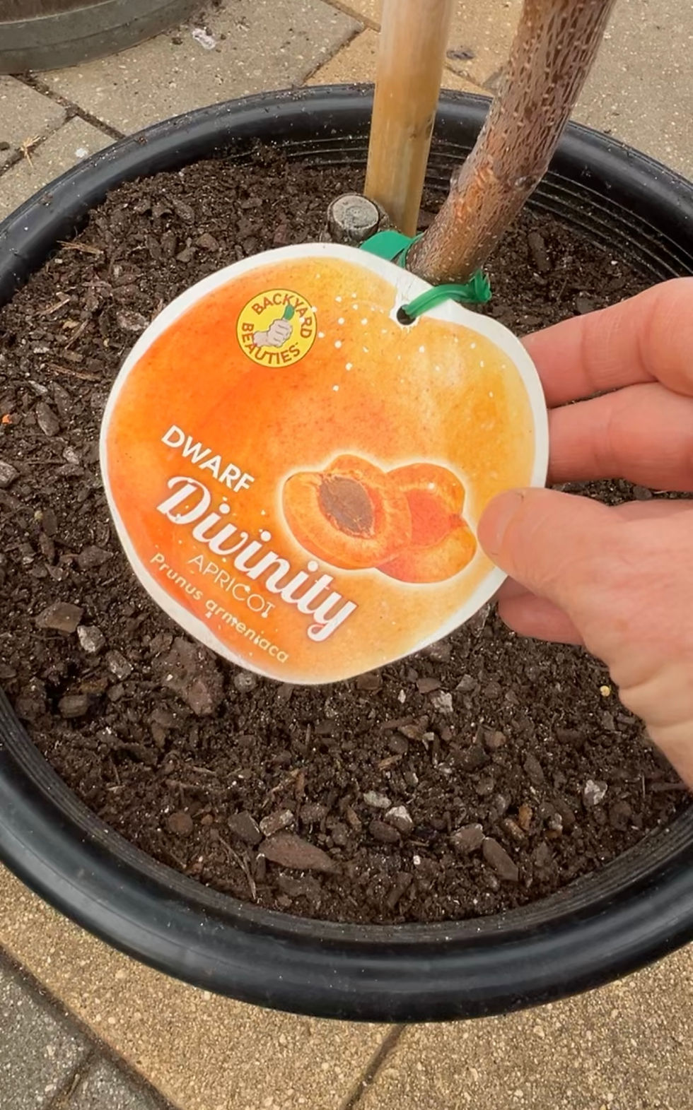 Dwarf Divinity Apricot