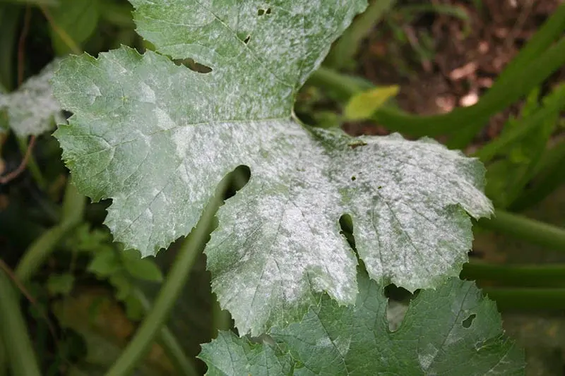Powdery Mildew on Zucchini foliage