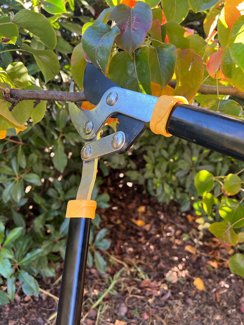 Loppers for pruning larger branches