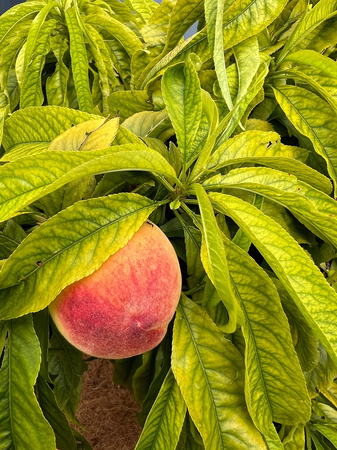 Interveinal chlorosis indication deficiency