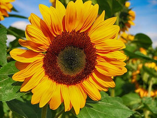 Beautiful bright smiling sunflower.