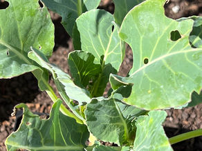 Treating caterpillars on Brassicas 101