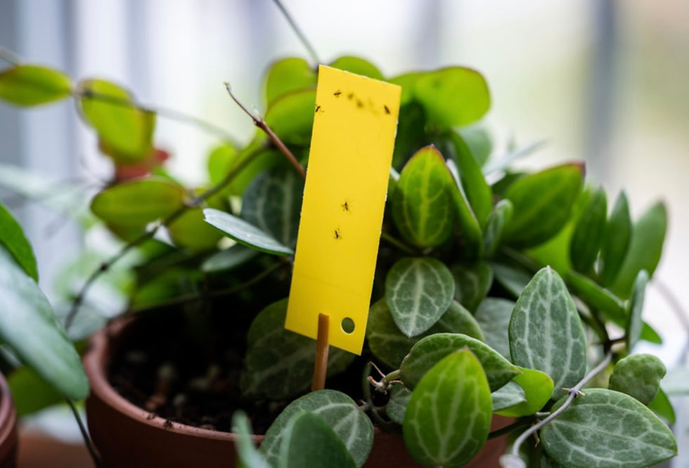 Fungus Gnats on a yellow sticky trap in an indoors plant