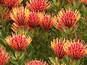 Pincushion Leucospermum