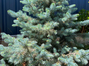 Picea pungans 'Blue Star'