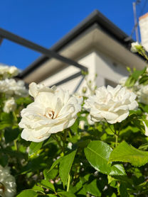 Prune roses in August