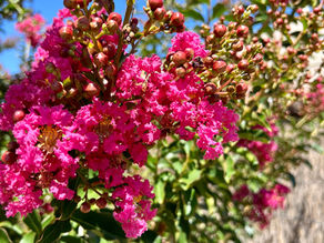 Crepe Myrtle Tuscarora🌸