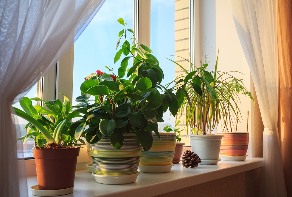 Potted plants in a sunny window sill