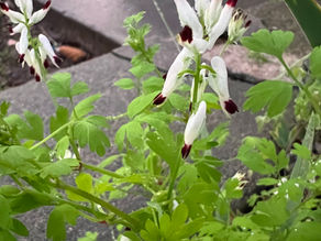 Identifying weeds-Fumaria☘️🌼