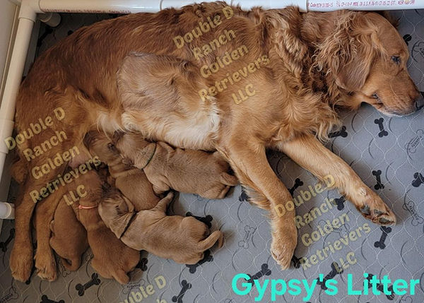 Gypsy's Litter_edited.jpg