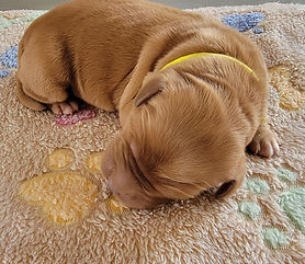 Shyanne Yellow 1.jfif