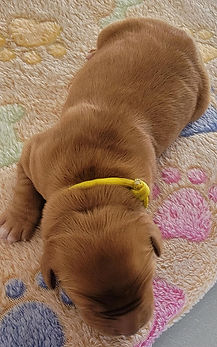 Shyanne Yellow 2.jfif