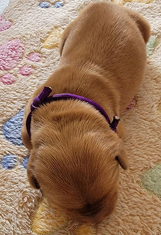 Shyanne Purple 2.jfif