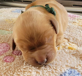 Shyanne Green 2.jfif