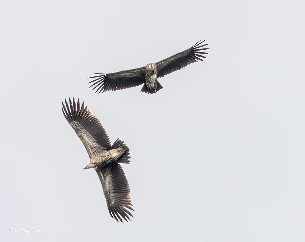 Vultures as God's Clean-up Crew