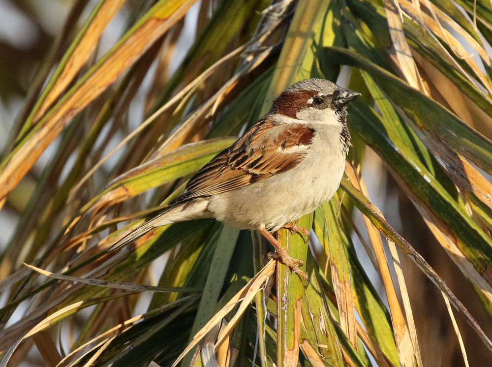 He Who Feeds the Sparrows Verce