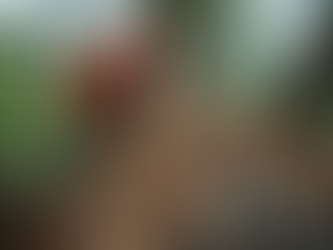 Tree Removal Services in Asheville, NC: Your Friendly Guide to Safer, Cleaner Land