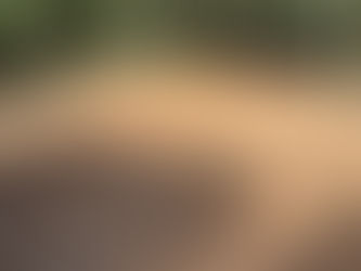 Fast & Clean: How Forestry Mulching Near Me Saves You Time and Hassle