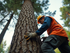 Safe and Effective Expert Tree Removal in Asheville, NC