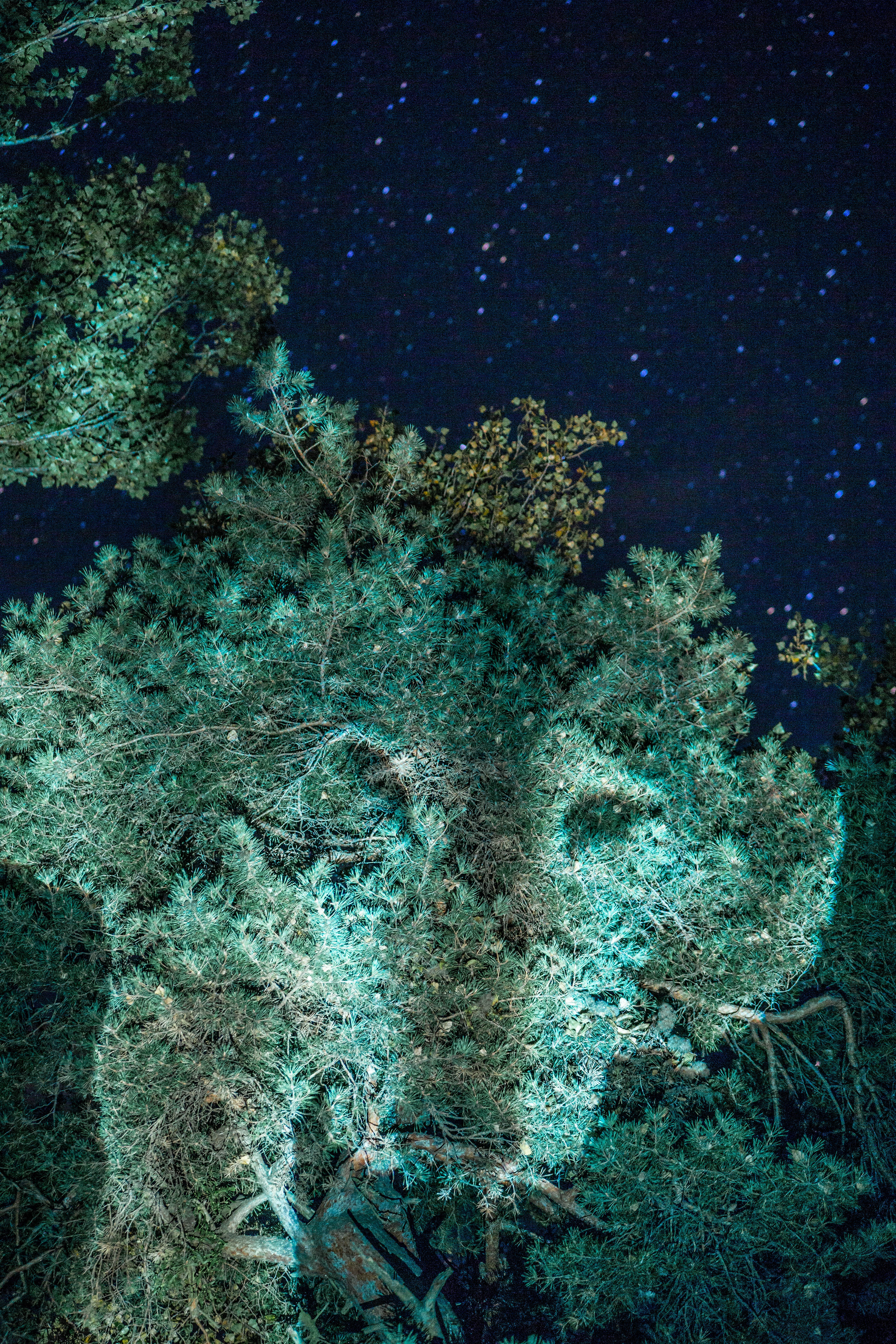 ¿Aún hay lobos en Suiza ?