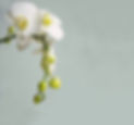 orchidee_edited.jpg
