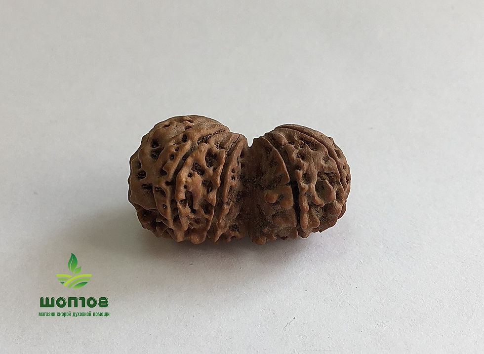 Рудракша Гаури-Шанкар светлая