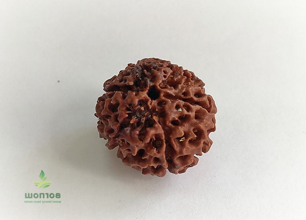 Рудракша лемурийская 6-ликая