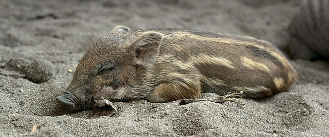 Pig Island - Koh Madsum