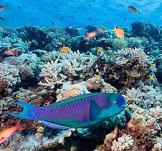 Marine Life copy.jpg