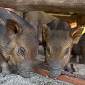 Jetski Tour by Koh Samui Watersports